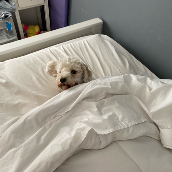 Meet your Posher, Rita - Picture 1 of 1